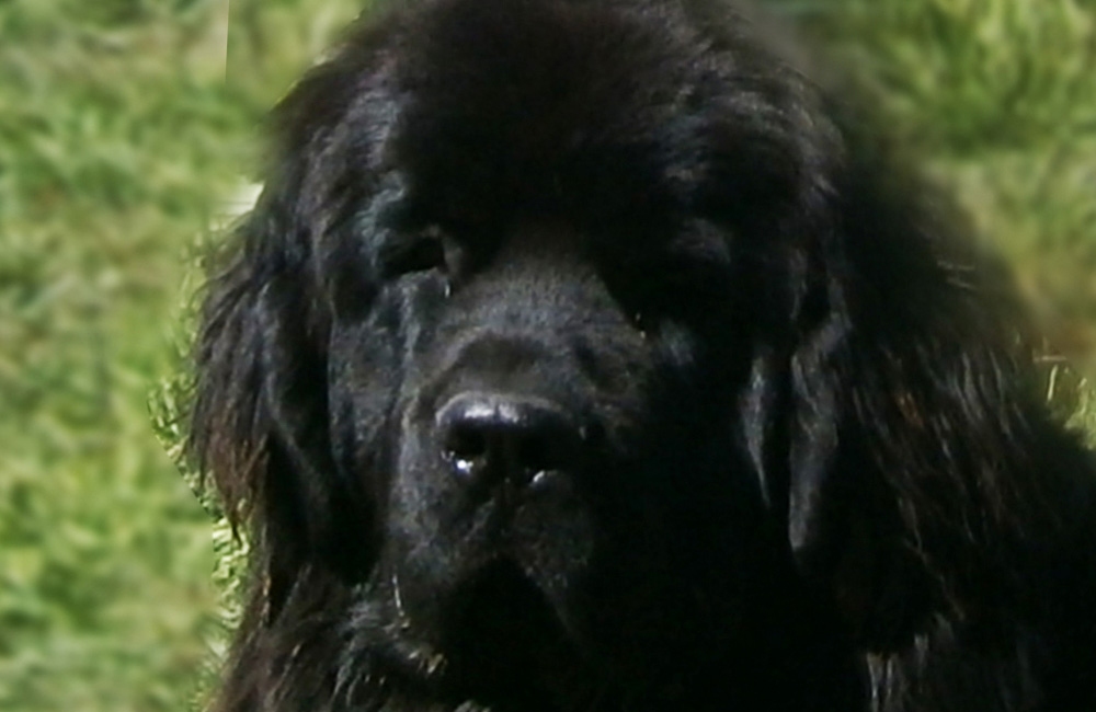 terranova negra- newfounland dog