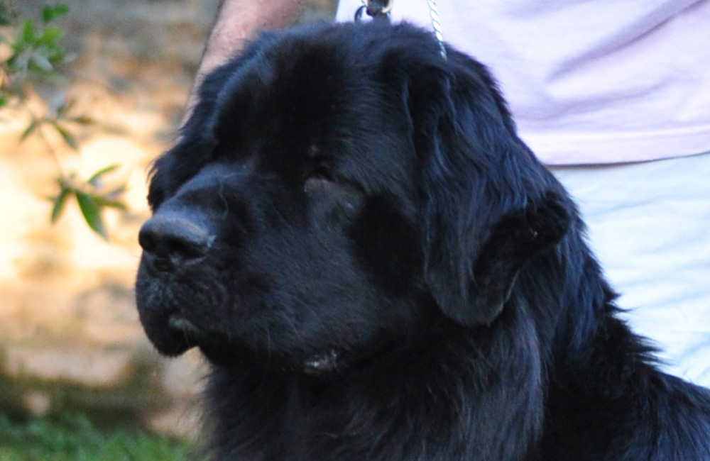 terranova negra- newfounland dog
